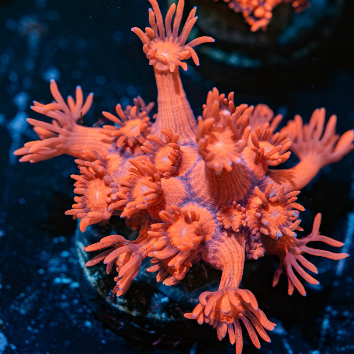 Red Bull Goniopora - riptide aquaculture llc