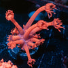 Red Bull Goniopora - riptide aquaculture llc