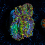 Acan Coral with fleshy polyps in reef aquarium