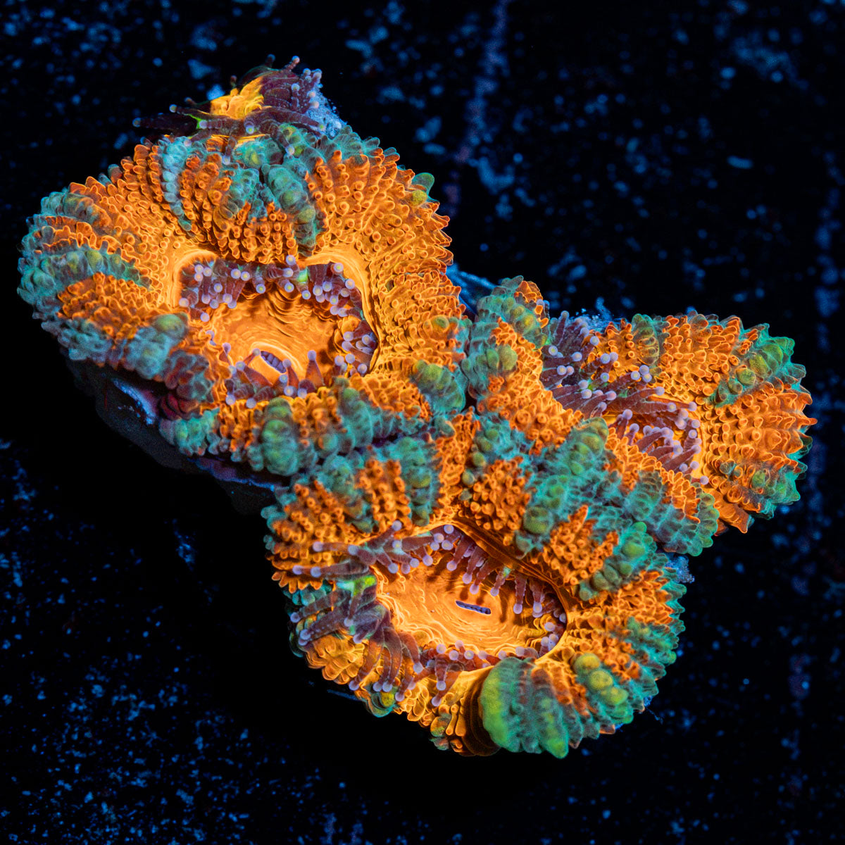 Acan Coral with fleshy polyps in reef aquarium