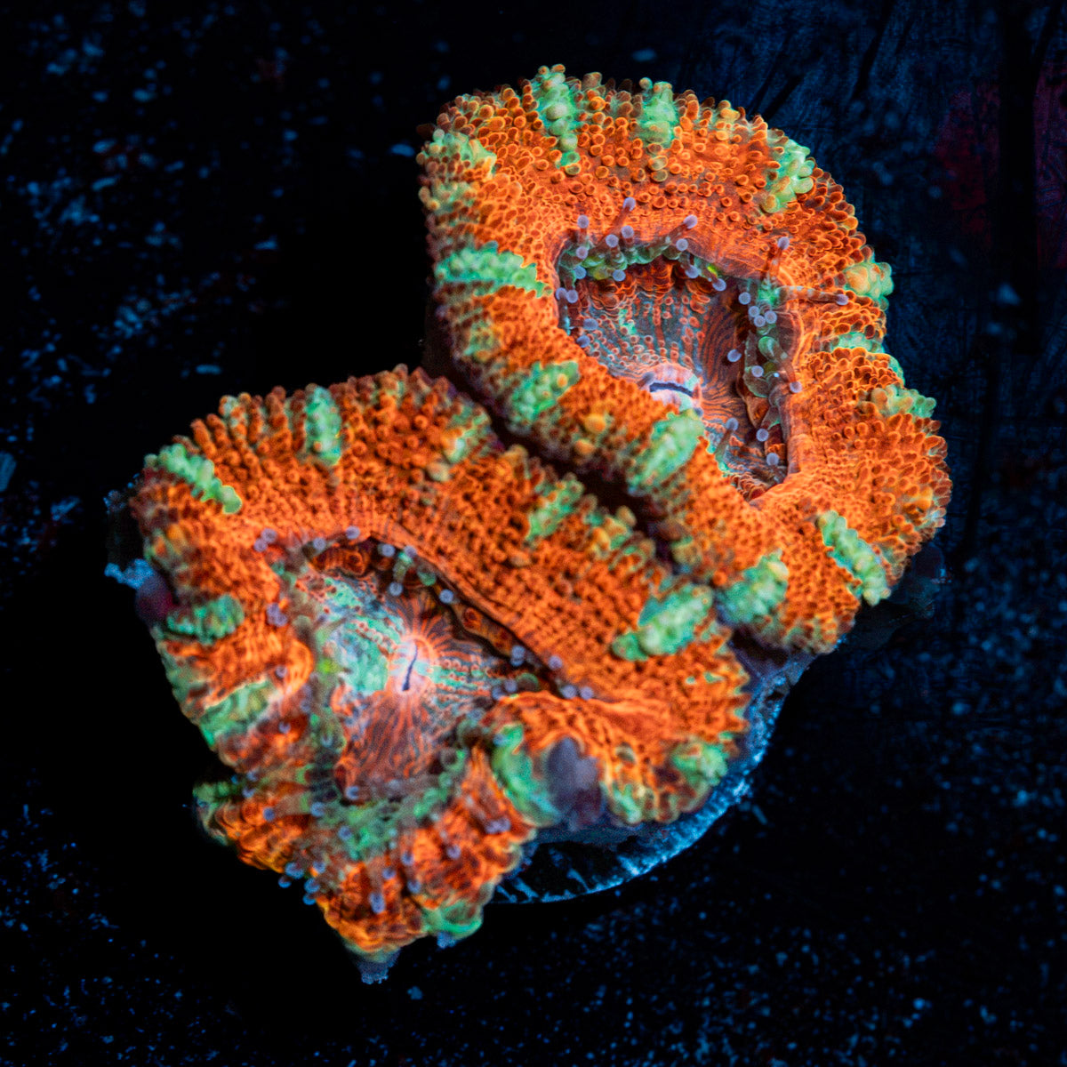 Acan Coral with fleshy polyps in reef aquarium