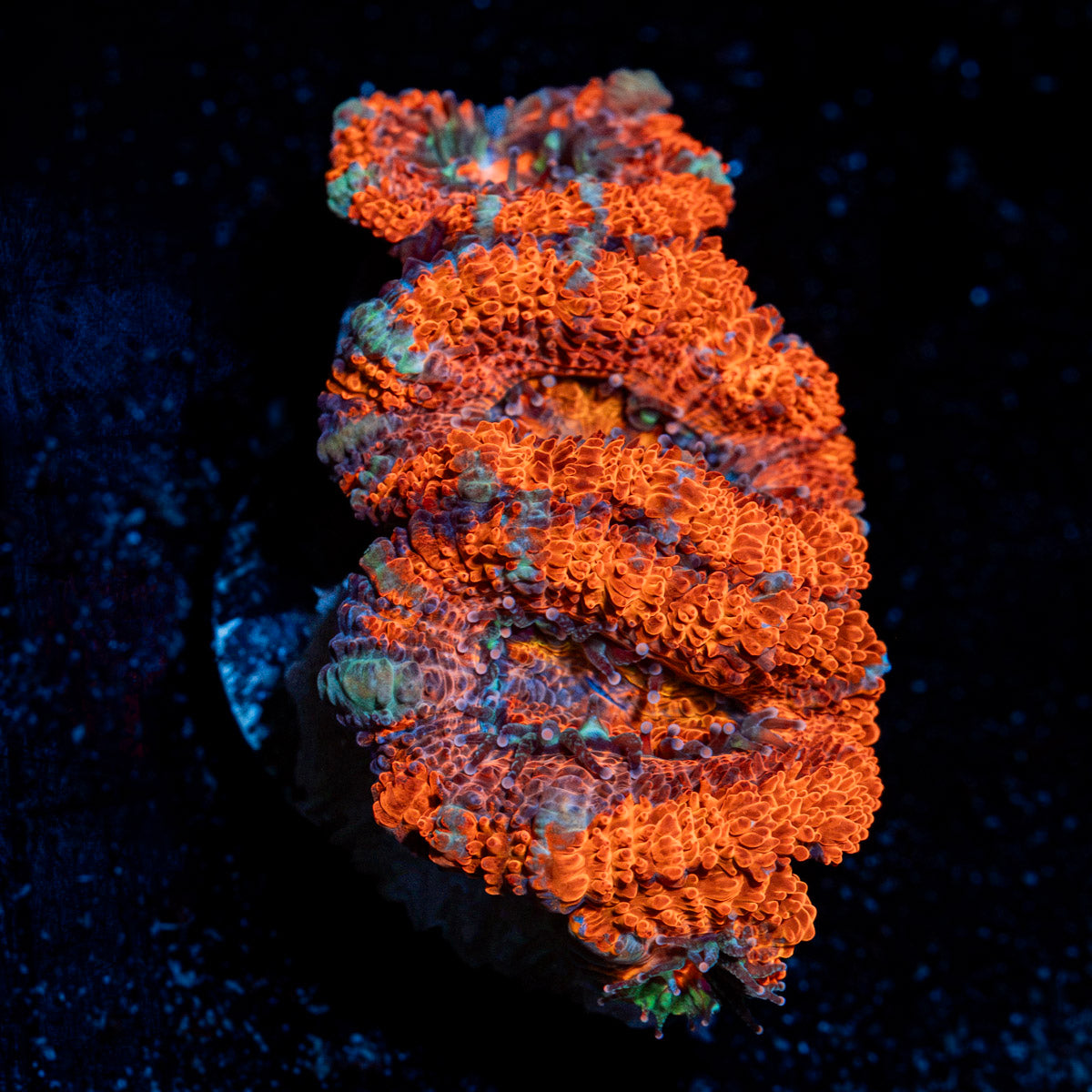 Acan Coral with fleshy polyps in reef aquarium