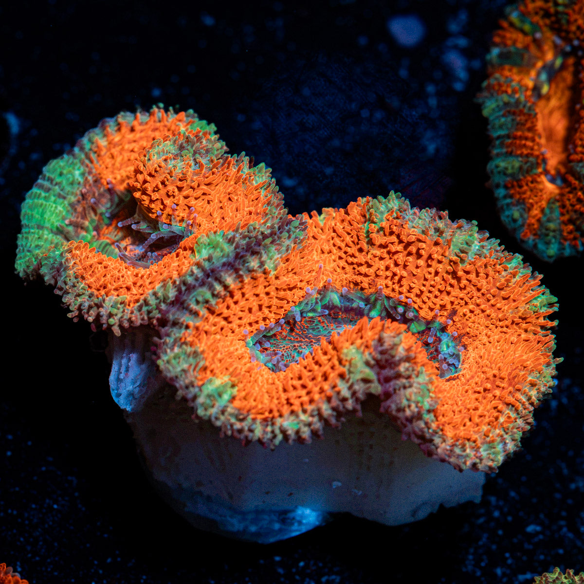 Acan Coral with fleshy polyps in reef aquarium