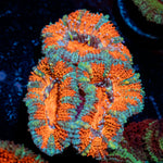 Acan Coral with fleshy polyps in reef aquarium