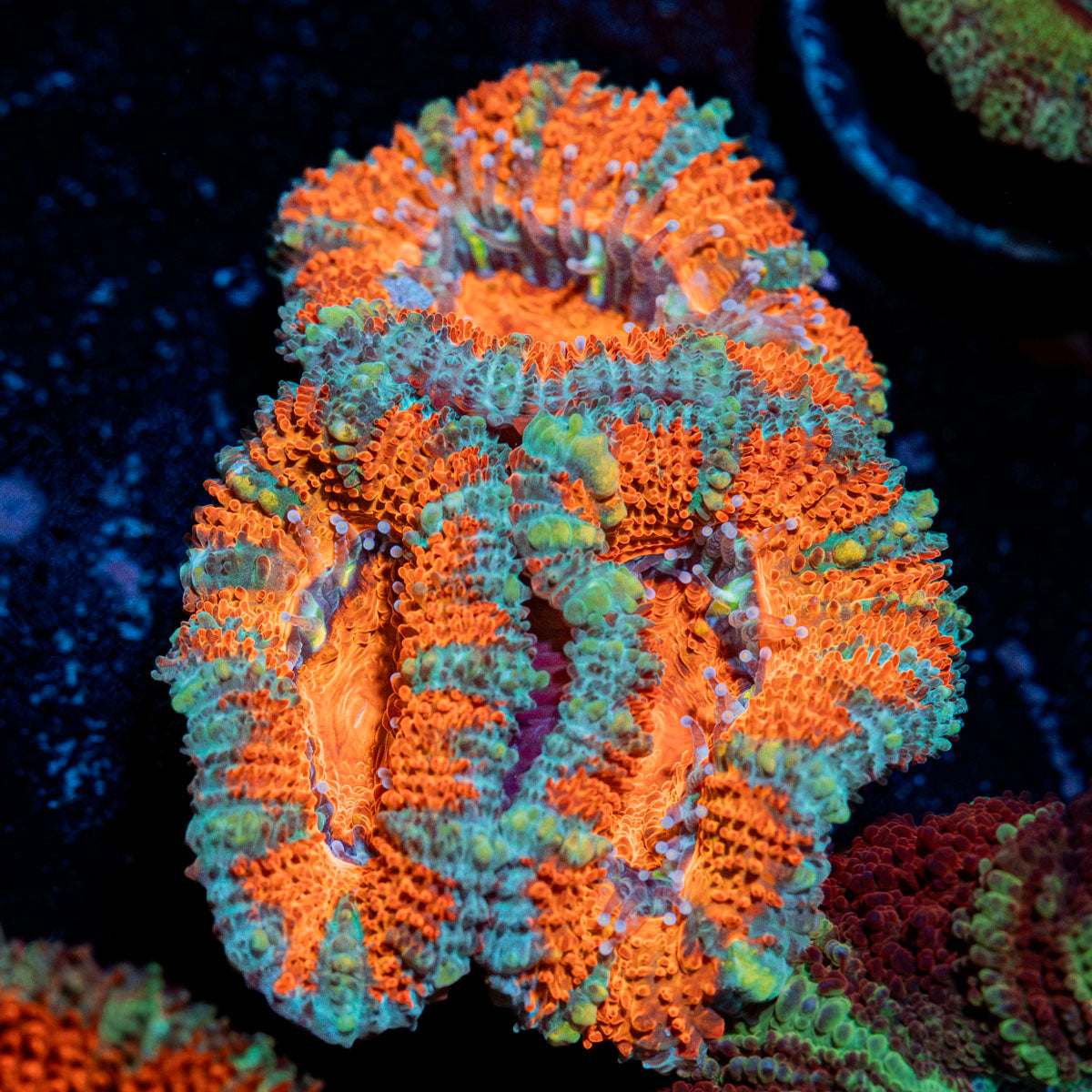 Acan Coral with fleshy polyps in reef aquarium