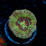 Hex Asian Acan Coral with fleshy polyps in reef aquarium