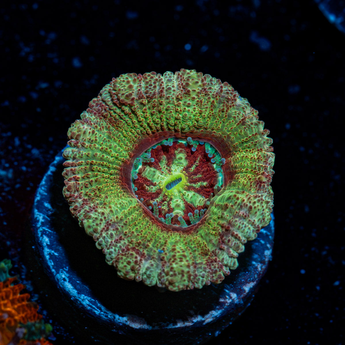 Hex Asian Acan Coral with fleshy polyps in reef aquarium