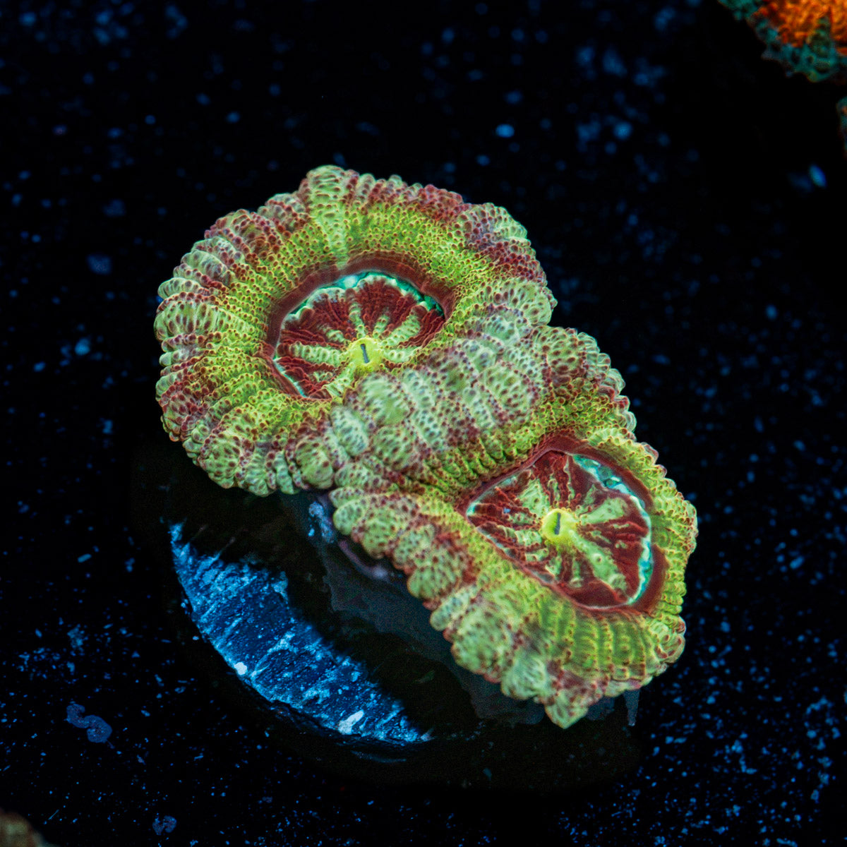 Hex Asian Acan Coral with fleshy polyps in reef aquarium