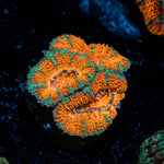 Acan Coral with fleshy polyps in reef aquarium