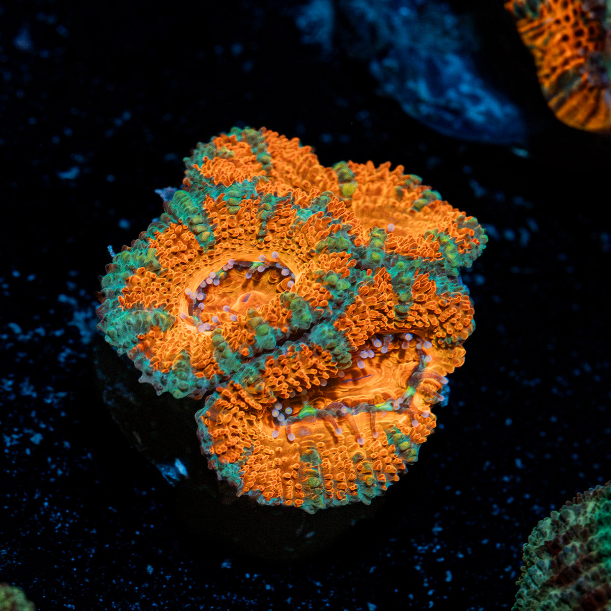 Acan Coral with fleshy polyps in reef aquarium