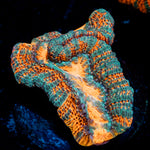Acan Coral with fleshy polyps in reef aquarium