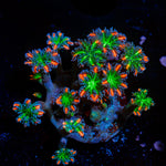 ARC FireWork Clove Polyps Zoanthid Coral colony growth in reef aquarium