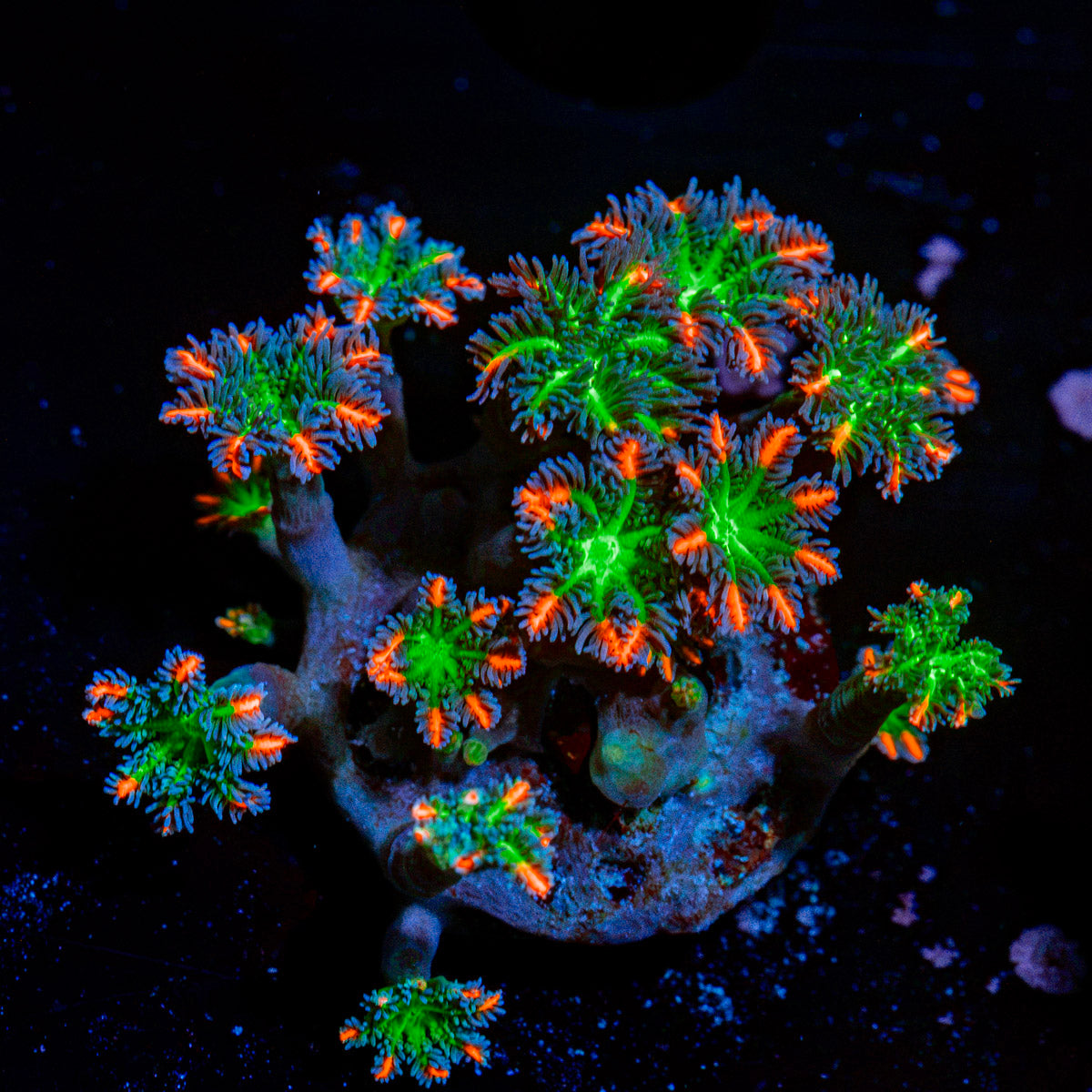 ARC FireWork Clove Polyps Zoanthid Coral colony growth in reef aquarium