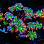 ARC FireWork Clove Polyps Zoanthid Coral colony growth in reef aquarium