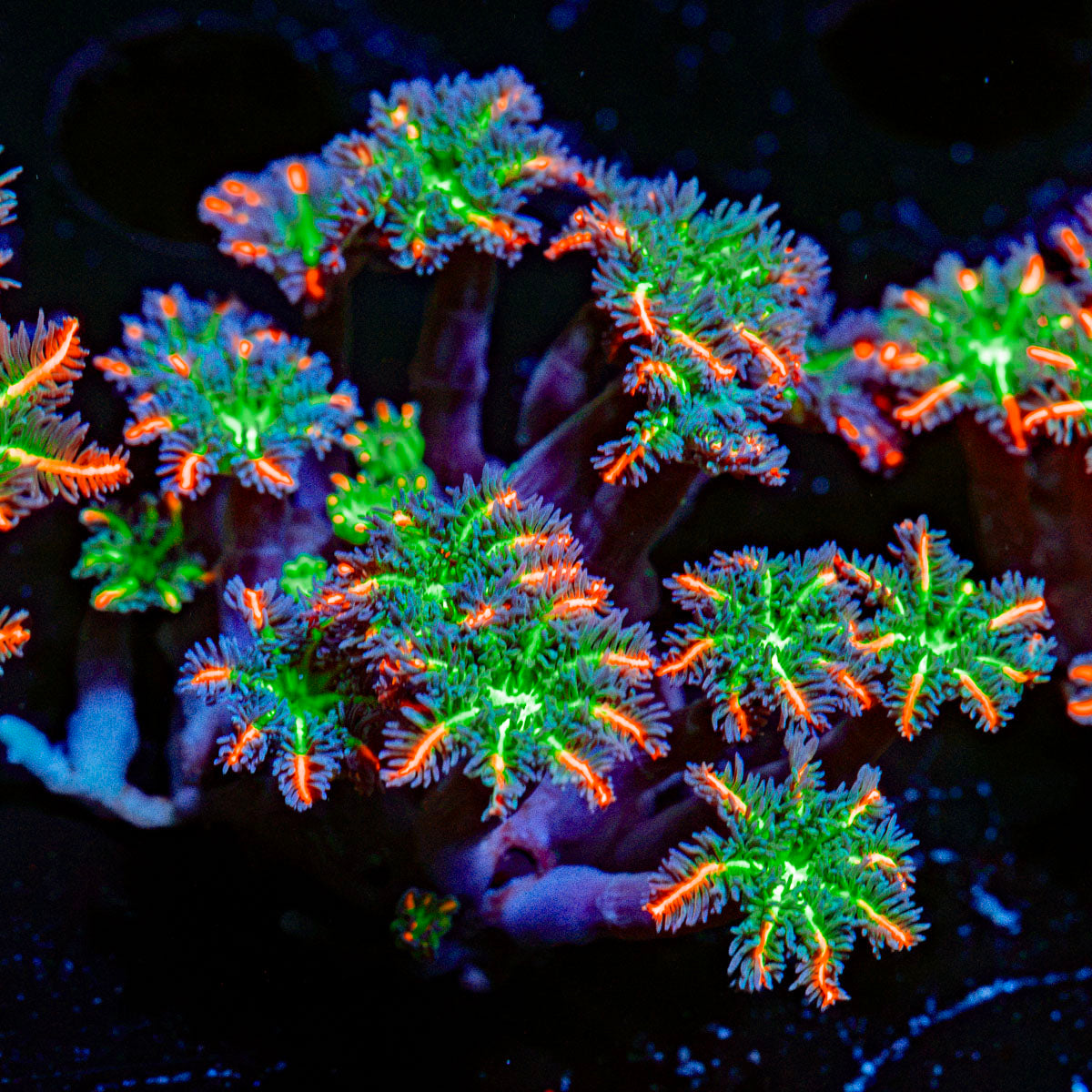 ARC FireWork Clove Polyps Zoanthid Coral colony growth in reef aquarium