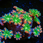 ARC FireWork Clove Polyps Zoanthid Coral colony growth in reef aquarium