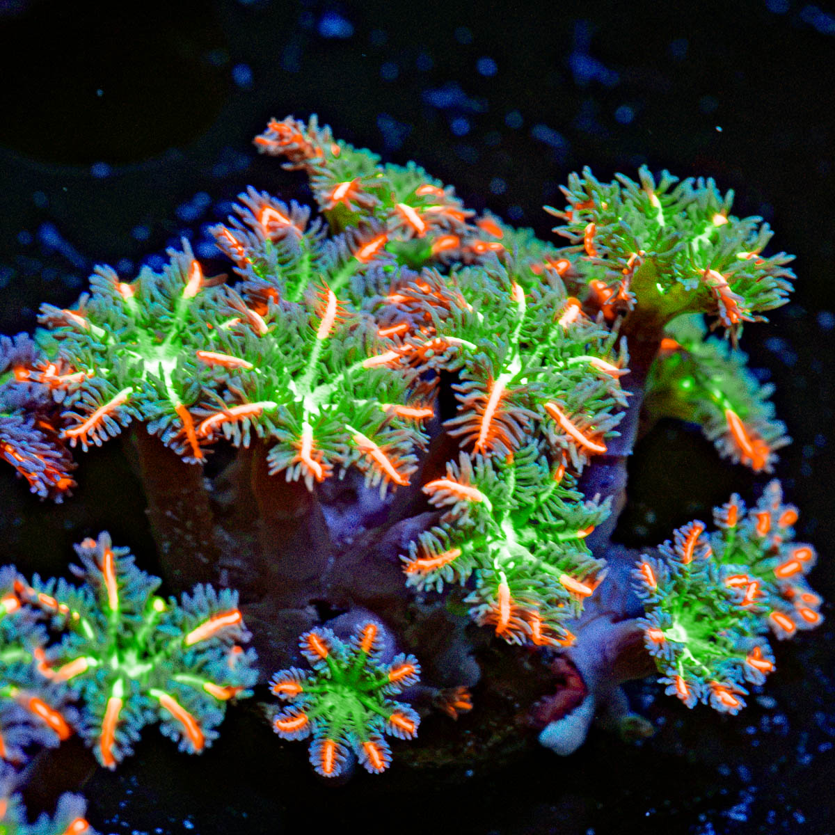 ARC FireWork Clove Polyps Zoanthid Coral colony growth in reef aquarium
