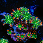 ARC FireWork Clove Polyps Zoanthid Coral colony growth in reef aquarium