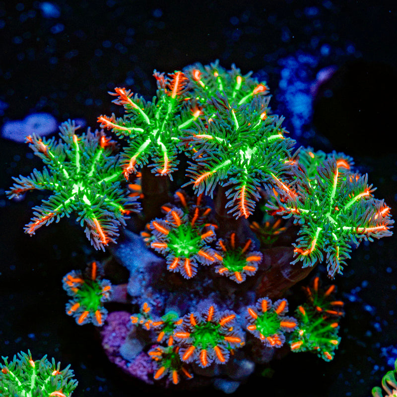 ARC FireWork Clove Polyps Zoanthid Coral colony growth in reef aquarium