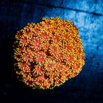 Rainbow Barnardipora - riptide aquaculture llc