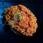 Rainbow Barnardipora - riptide aquaculture llc