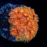 Laffy Taffy Goniopora - riptide aquaculture llc