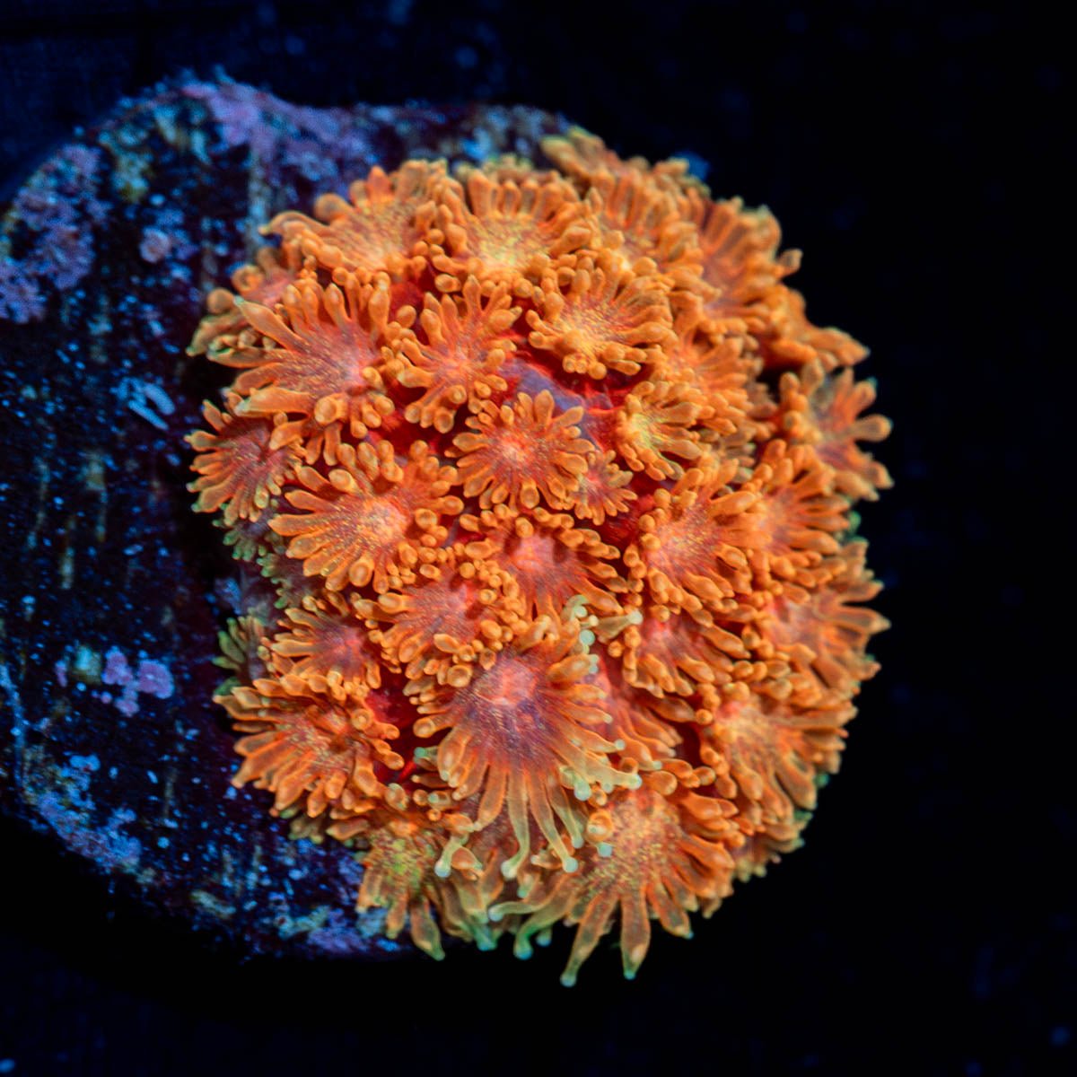 Laffy Taffy Goniopora - riptide aquaculture llc