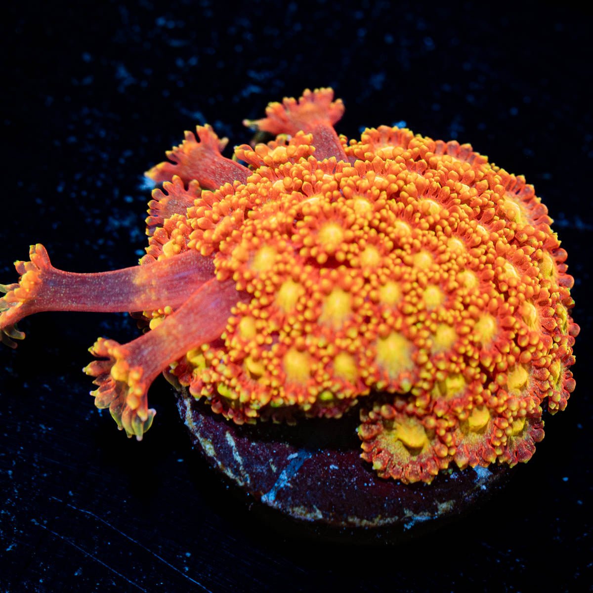 Reese's Pieces Barnardapora - riptide aquaculture llc