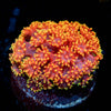 Rainbow Barnardapora - riptide aquaculture llc