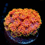 Rainbow Barnardapora - riptide aquaculture llc