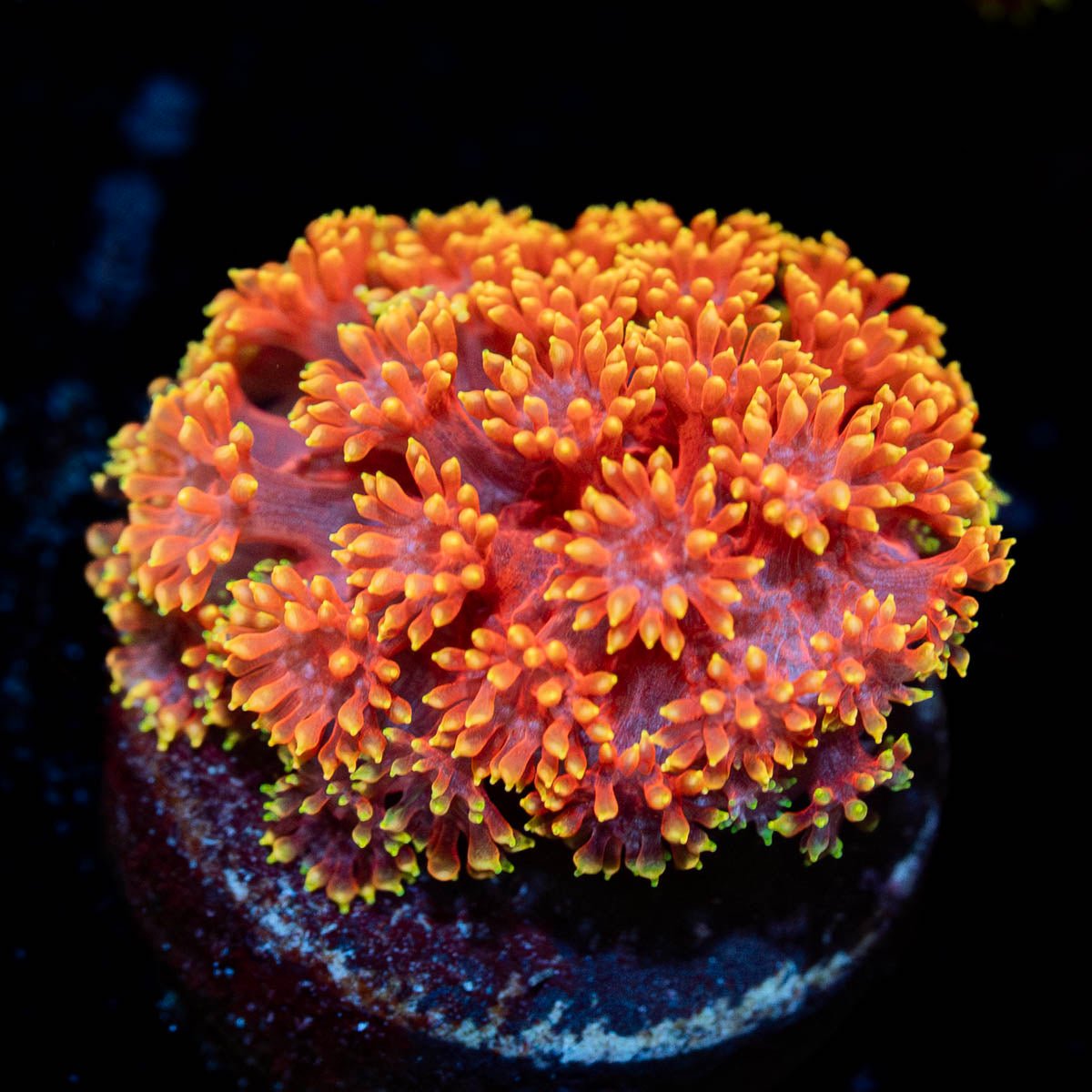 Rainbow Barnardapora - riptide aquaculture llc