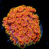 Rainbow Barnardapora - riptide aquaculture llc