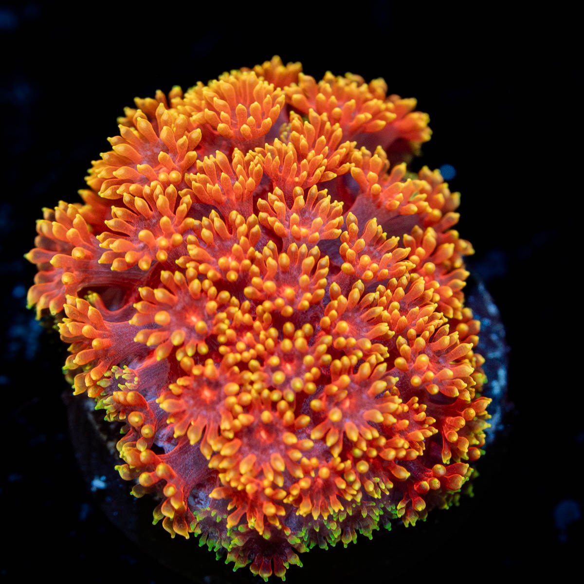 Rainbow Barnardapora - riptide aquaculture llc