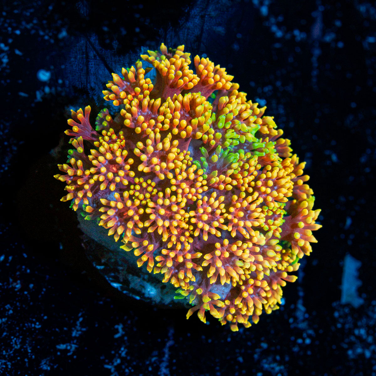 Rainbow Micro Goniopora Coral with flower-like polyps in reef aquarium