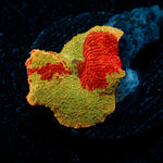 Jawbreaker Eclectus Mushroom Coral with distinctive mushroom disc in reef aquarium
