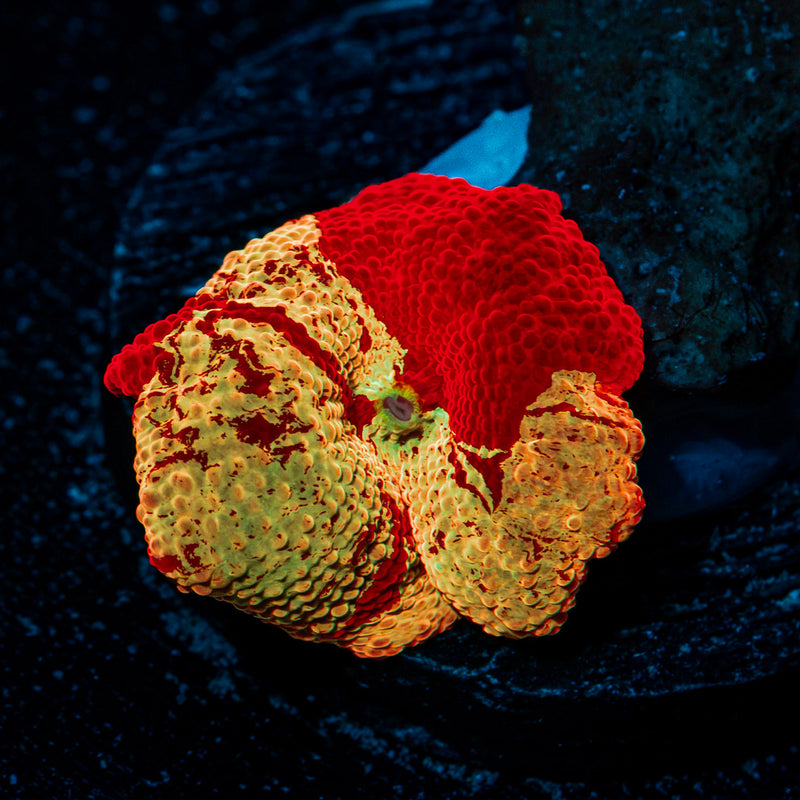 Jawbreaker Eclectus Mushroom Coral with colorful mushroom disc in reef aquarium