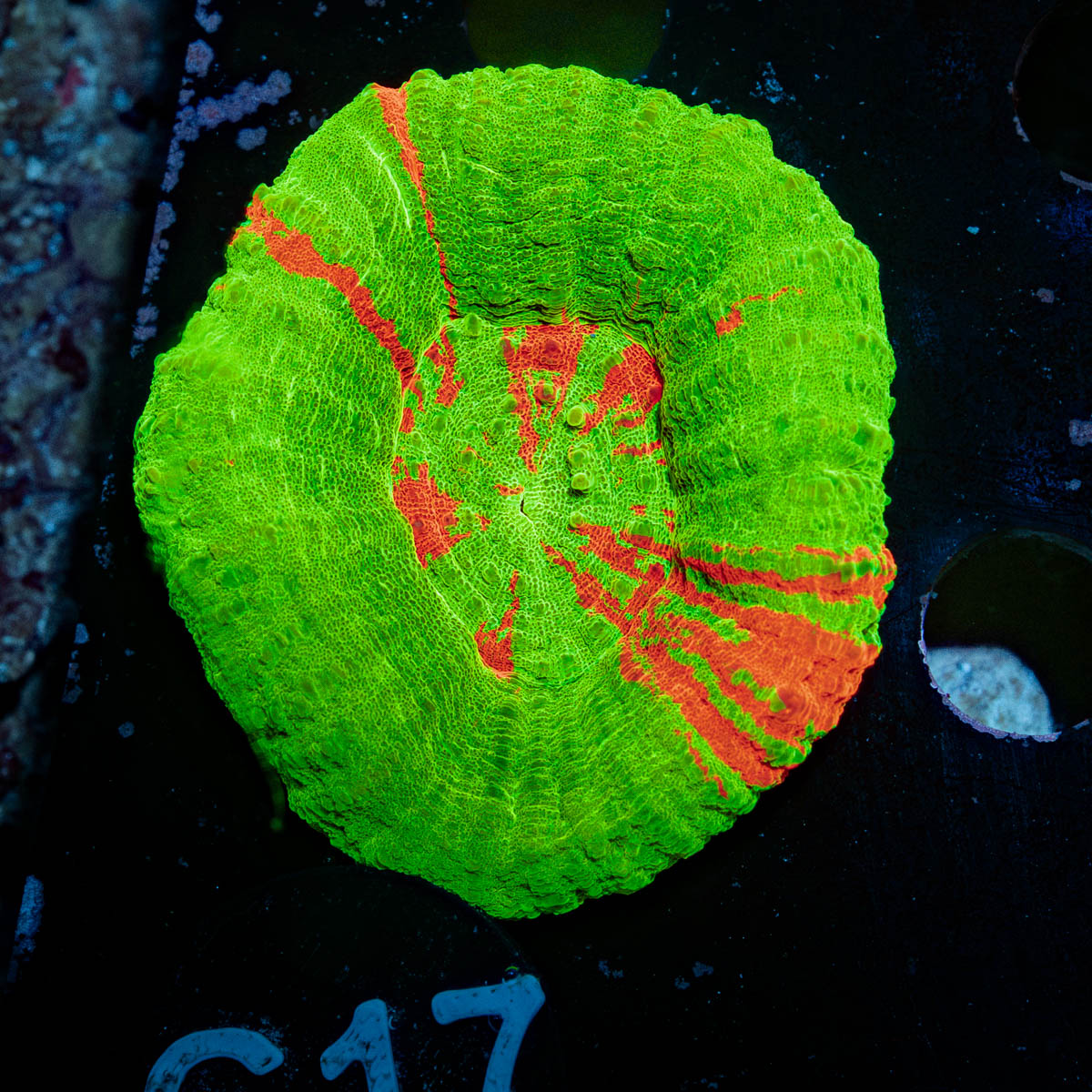 Bleeding Apple Scoly Coral with fleshy open polyp in reef aquarium
