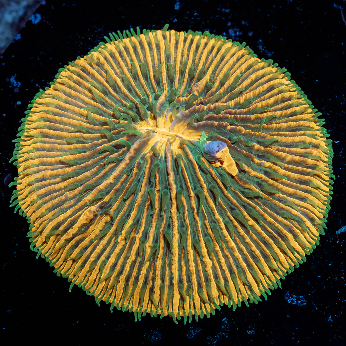 Sunset Fungia Plate Coral with fleshy open polyp in reef aquarium