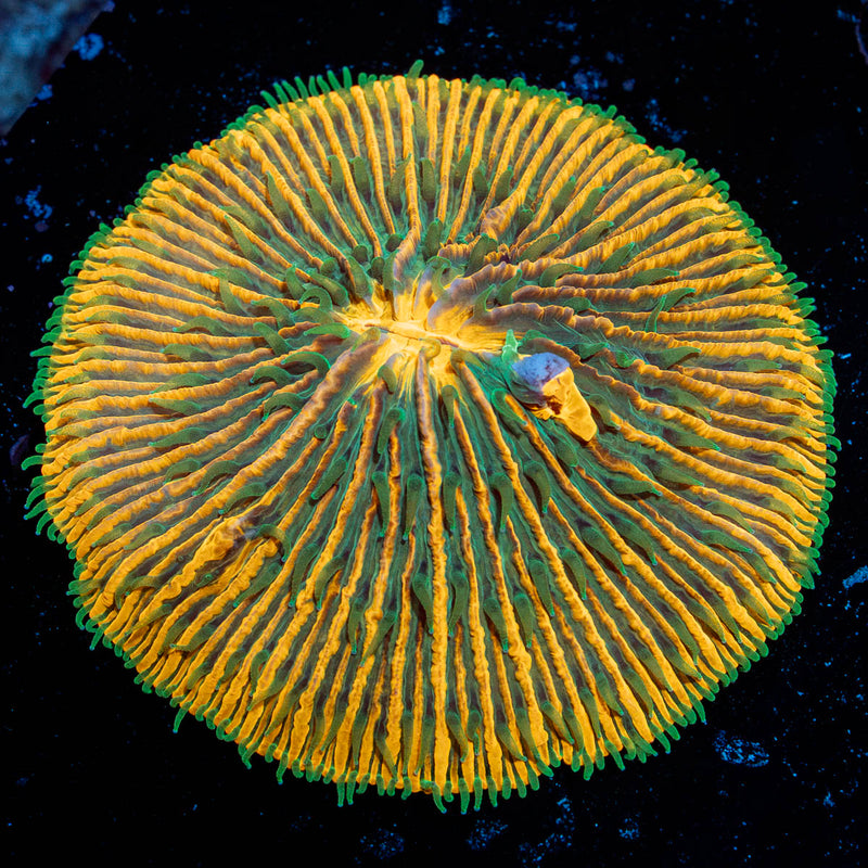 Sunset Fungia Plate Coral with fleshy open polyp in reef aquarium