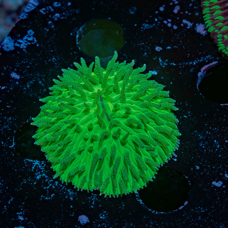 Mini Toxic Green Fungia Plate Coral with mushroom disc in reef aquarium