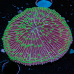 Purple Plate Fungia Coral with fleshy open polyp in reef aquarium