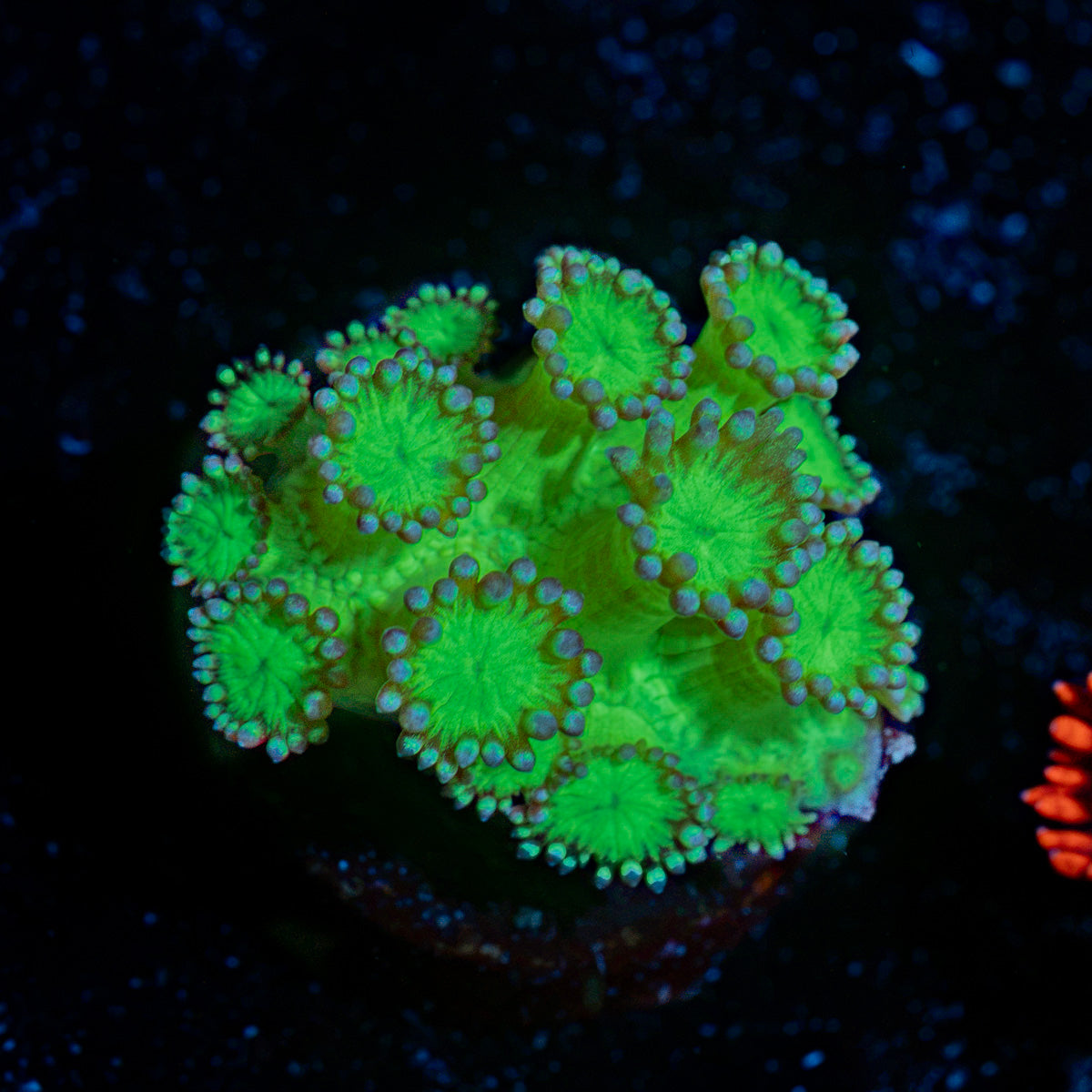 Bubble Toes Goniopora with flower-like polyps in reef aquarium