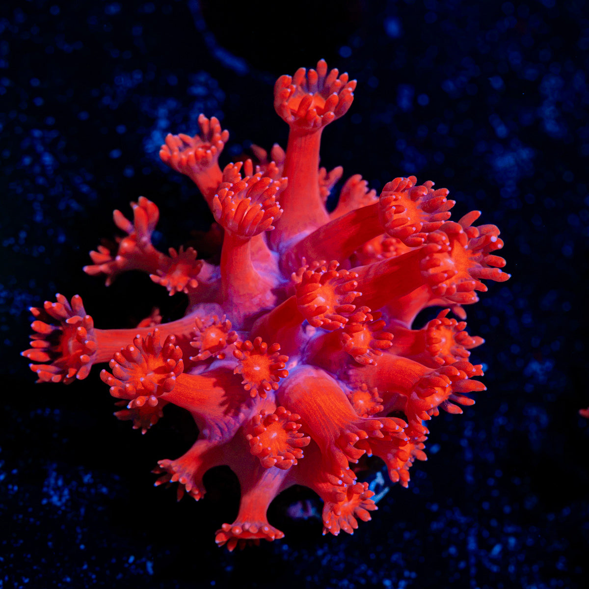 Red Bull Goniopora Coral with flower-like polyps in reef aquarium