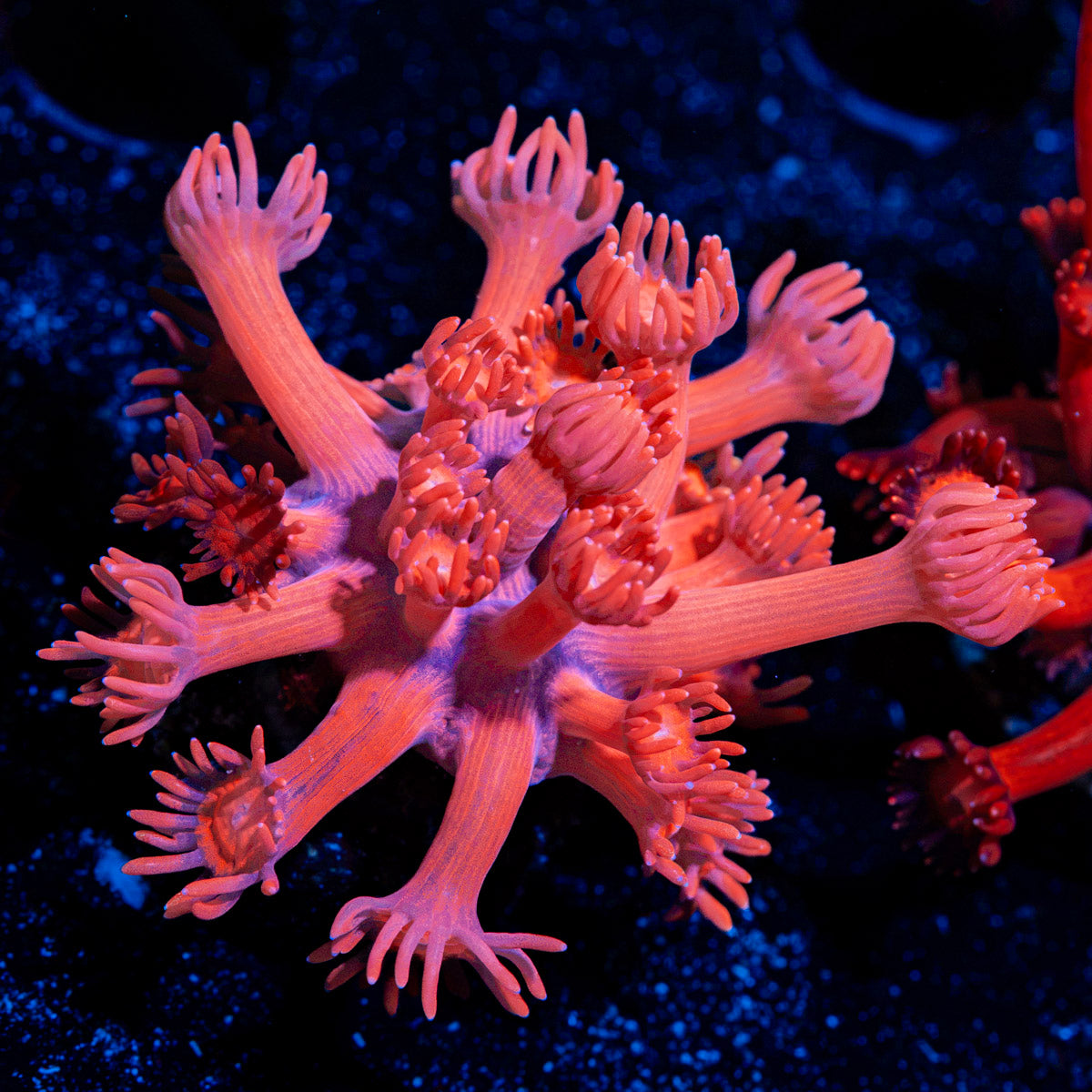 Red Bull Goniopora Coral with flower-like polyps in reef aquarium