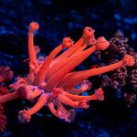 Red Bull Goniopora Coral with flower-like polyps in reef aquarium