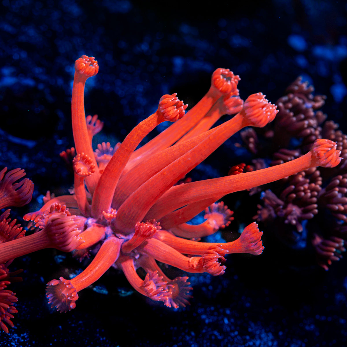 Red Bull Goniopora Coral with flower-like polyps in reef aquarium