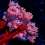 Pink Mamba Goniopora Coral with flower-like polyps in reef aquarium