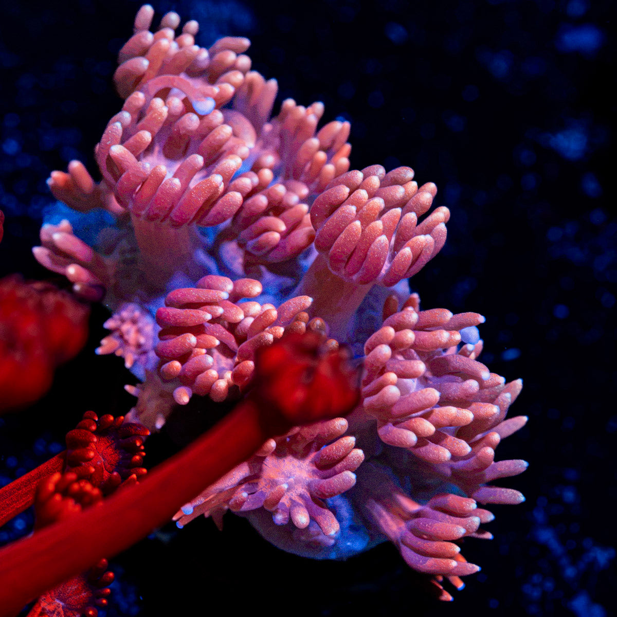 Pink Mamba Goniopora Coral with flower-like polyps in reef aquarium