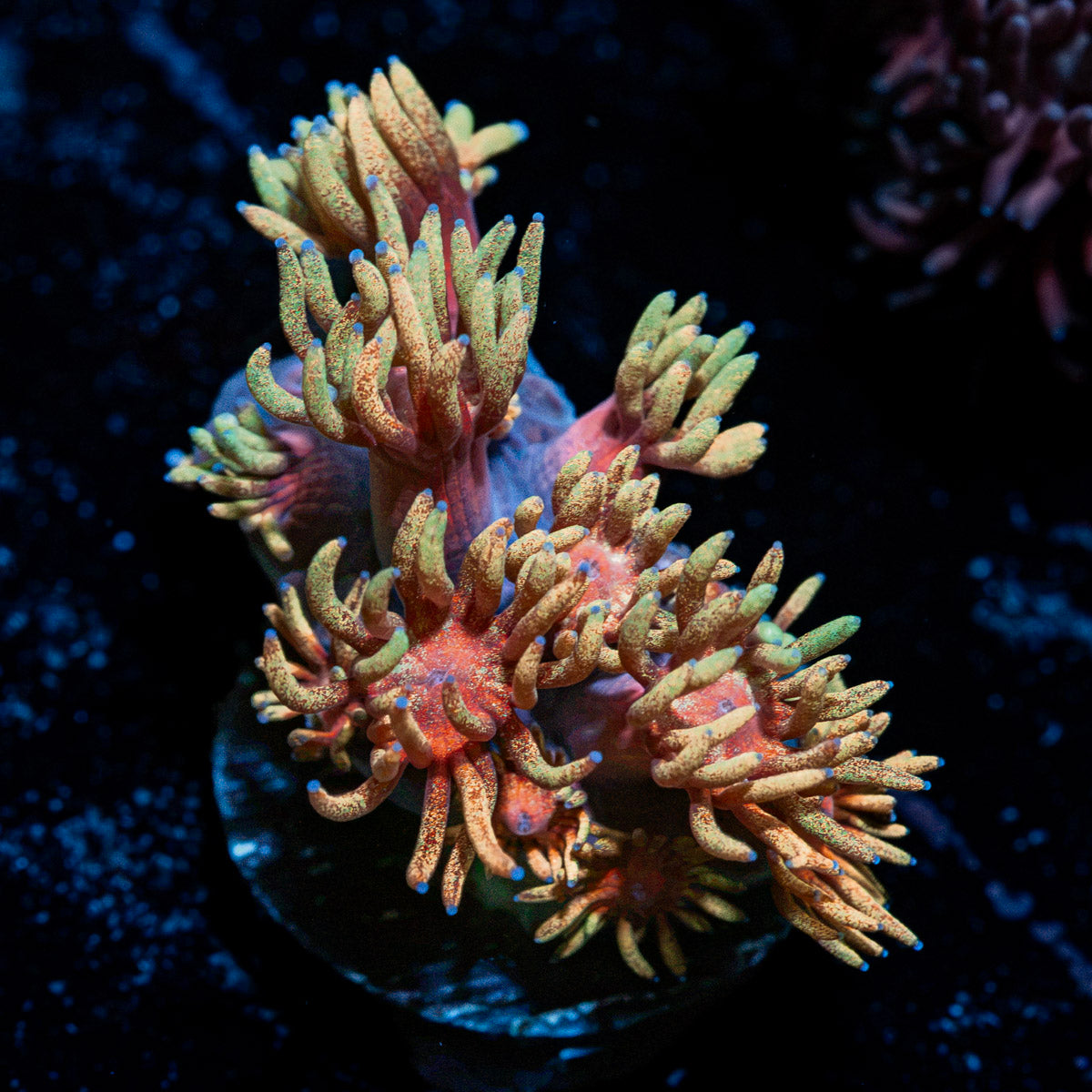 Iron Man Goniopora Coral with flower-like polyps in reef aquarium