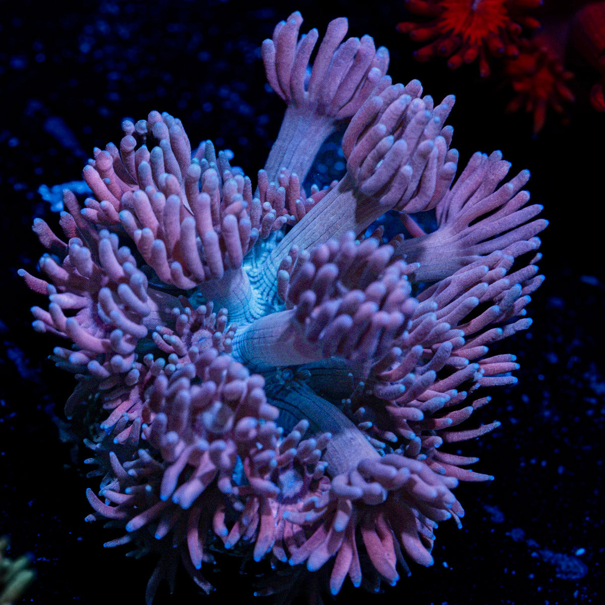 Purple Haze Goniopora Coral with flower-like polyps in reef aquarium